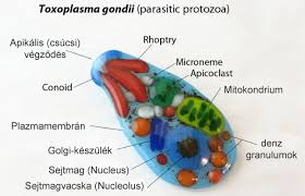 A Toxoplazmózisról