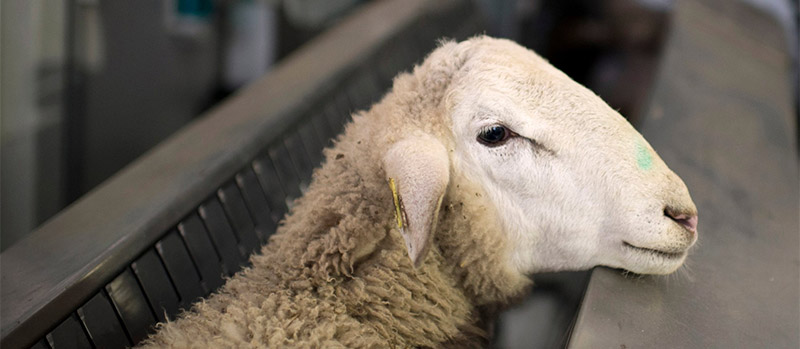 Tiszta vagy hagyományos hús