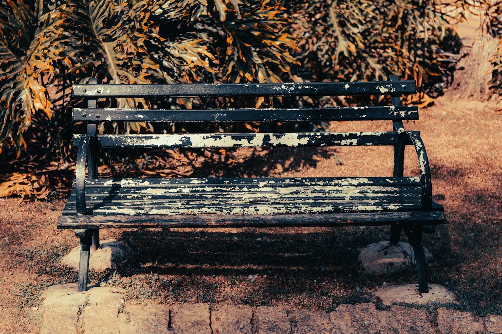 brown wooden bench near brown tree