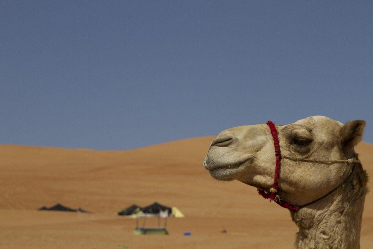 camel, desert, true, camels, landscape, animals, sun, oman, the bedouin, nature, heat, arabia, oman, oman, oman, oman, oman, arabia