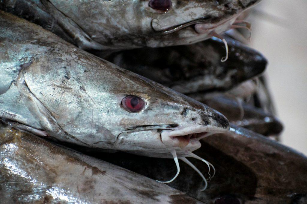 a close up of some fish on a table