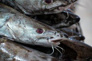 a close up of some fish on a table